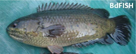 থাই কৈ মাছ