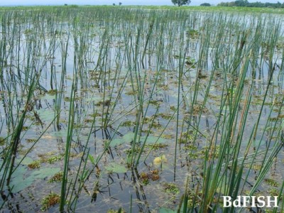 জলজ পরিবেশ ও মাছের জীববৈচিত্র্য – BdFISH Bangla