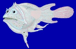 Linophrynidae: Haplophryne mollis. Female anglerfish with atrophied males attached.