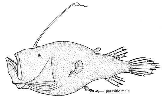 Female Triplewart seadevil, an anglerfish, with male attached near vent