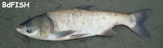 চাষকৃত বিদেশী মাছ: বিগহেড কার্প