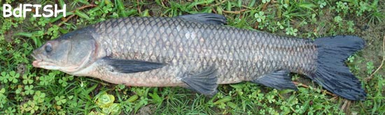 চাষকৃত বিদেশী মাছ: ব্লাক কার্প
