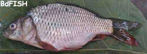 চাষকৃত বিদেশী মাছ: কমন কার্প বা জাপানী রুই