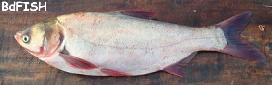 চাষকৃত বিদেশী মাছ: সিলভার কার্প