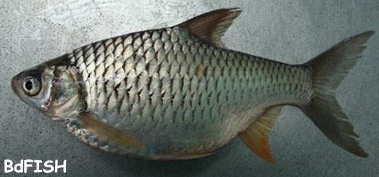 চাষকৃত বিদেশী মাছ: থাই স্বরপুটি বা থাই রাজপুটি