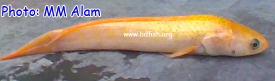 কমলা টাকি: বাংলাদেশে নতুন প্রজাতির টাকি মাছ?