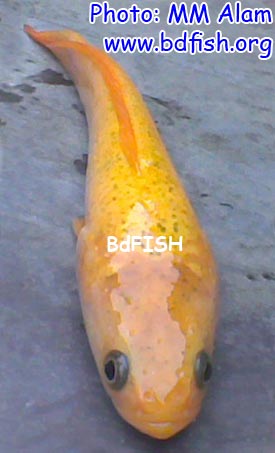 Orange Snakehead: A new species of snakehead in Bangladesh?