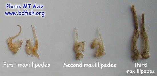 চিংড়ির বক্ষ-উপাঙ্গ: ১ম ম্যাক্সিলিপেড (First maxillipede), দ্বিতীয় ম্যাক্সিলিপেড (Second maxillipede) ও তৃতীয় ম্যাক্সিলেপেড (Third maxillipede)