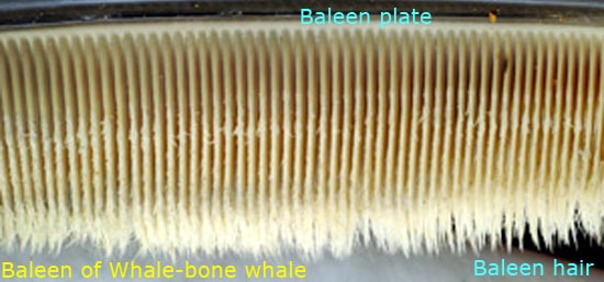 ব্যালিন প্লেট (Baleen Plate) থেকে ঝুলে থাকা ব্যালিন চুল (Baleen Hair)