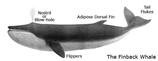 ফিনব্যাক তিমি (The Finback Whale)