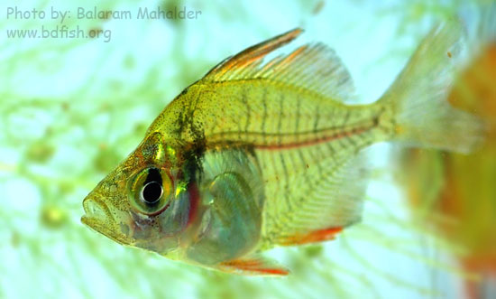 লাল চান্দা, রাঙ্গা চান্দা, চাঁদা [Indian glassy fish: parambassis-ranga]