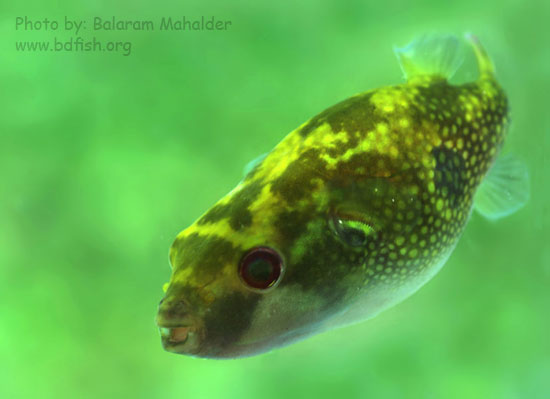 পটকা মাছ [Puffer fish: Tetraodon cutcutia]