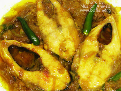 রেসিপি: ইলিশ মাছের দোপেঁয়াজি – BdFISH Bangla