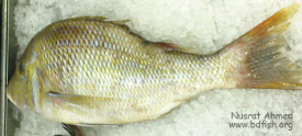 সেহেরী মাছ, Spangled emperor fish, Lethrinus nebulosus