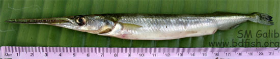 কাকিলা, Freshwater Gar, Xenentodon cancila