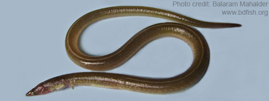 বাংলাদেশের মাছ: বামোশ (Rice-paddy eel, Pisodonophis boro)