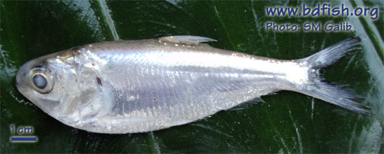 বাংলাদেশের মাছ: চাপিলা বা খয়রা, Indian river shad, Gudusia chapra 