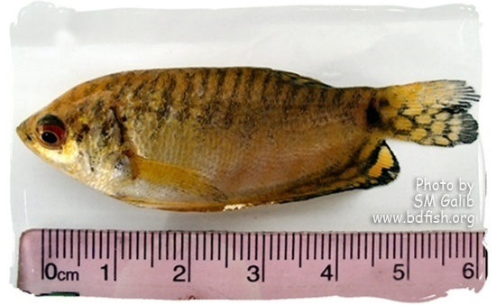 সোনালী বা হলুদ গোউরামি, Golden or Yellow Gourami, Trichogaster trichopterus