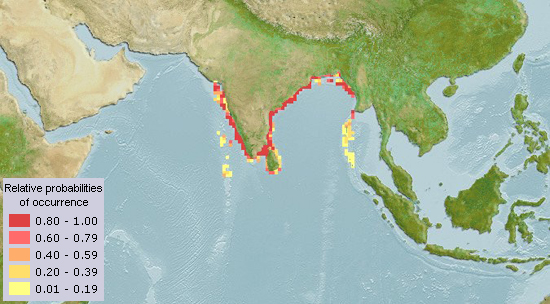 Geographical distribution of Thryssa purava (Aquamaps, 2013)