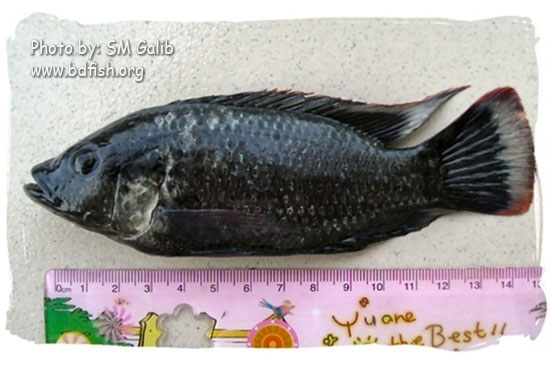 তেলাপিয়া, Tilapia, Oreochromis mossambicus (male)