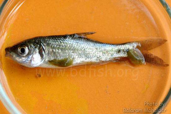 লার্নিয়া (Lernaea) আক্রান্ত মাছ