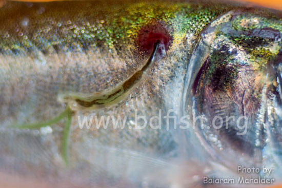 লার্নিয়া (Lernaea) আক্রান্ত মাছ