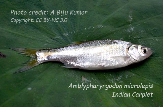 মলা, Indian Carplet, Amblypharyngodon microlepis 