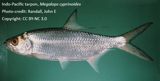 নানচিল কোরাল, Indo-Pacific tarpon, Megalops cyprinoides